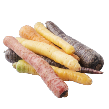 Biologische winterpeen regenboog mix